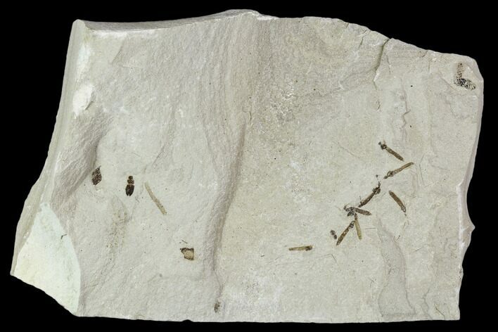 Fossil Insect Cluster (Cranefly Larva & Beetle) - Utah #111399
